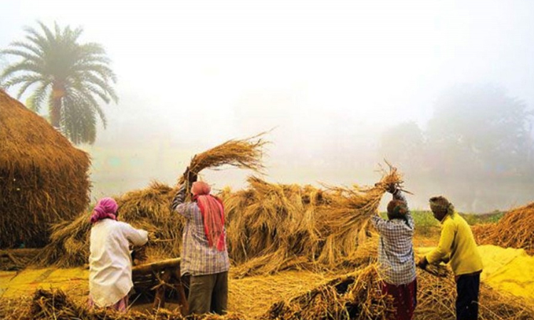 হেমন্তে নবান্নে