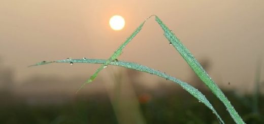 শীতের আগমন