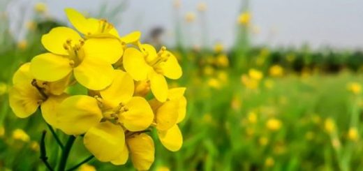 বিজয়ী বাংলা