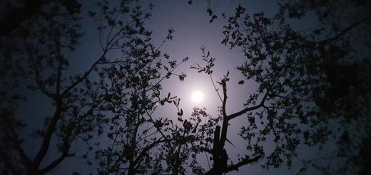 হেমন্তের রাতে