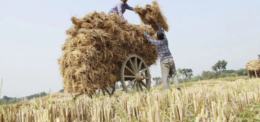 ধান পেকেছে