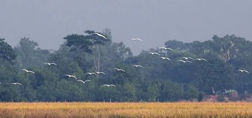 আমার গাঁও