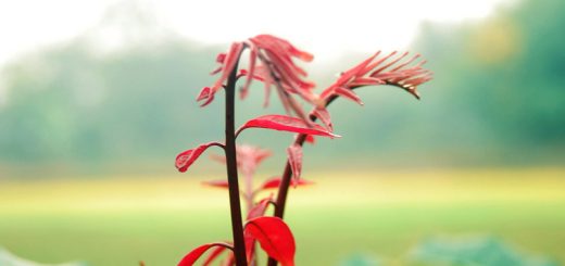শীতের যৌবন দুপুর