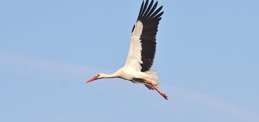 বুনোহাঁস