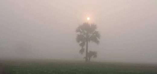 দুধ-কুয়াশা 