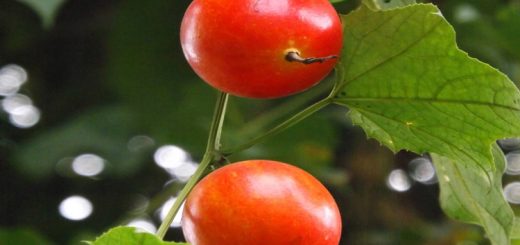 মাকাল ফল