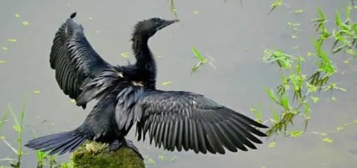 পানকৌড়ি 