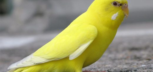 আমার হলুদ পাখি