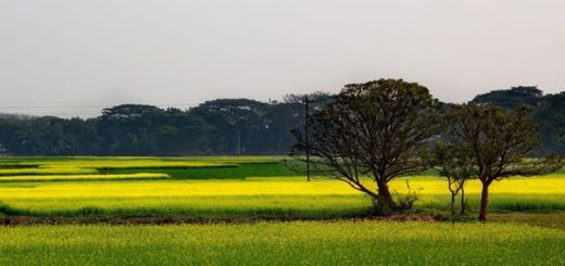 দেশটি আমার