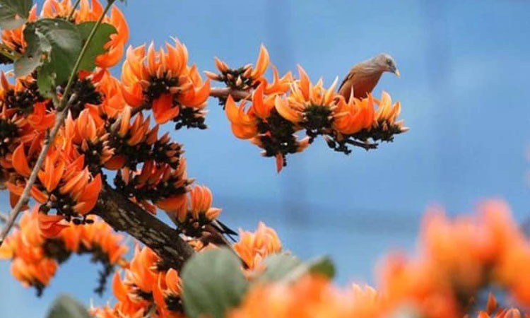 ফাগুন এলে