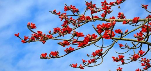বসন্তরা অপেক্ষায়