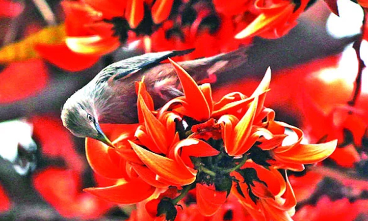বসন্তের আগমন 