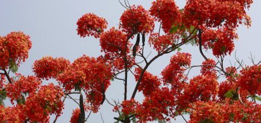 ফাগুন হাওয়া