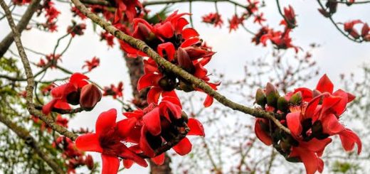 শিমুল গাছে আগুন