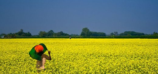 আমার মাতৃভূমি