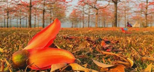 ফাগুনের হাওয়া