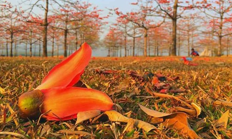 ফাগুনের হাওয়া
