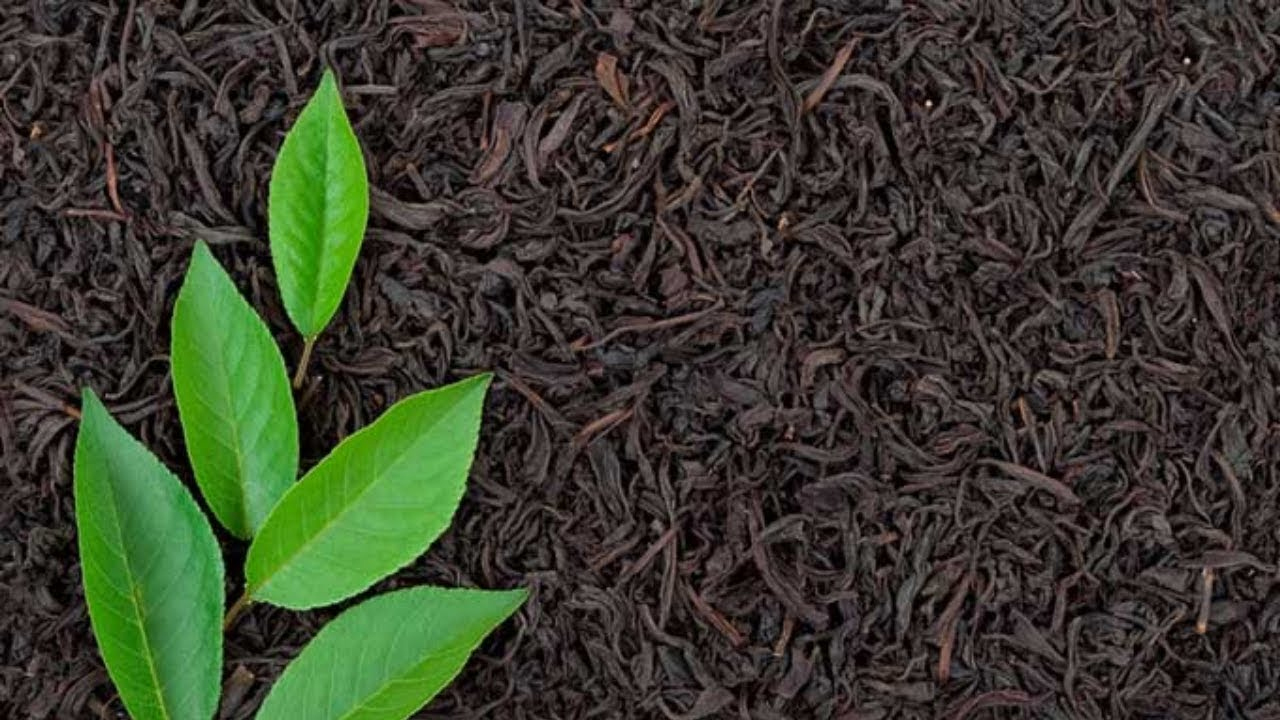 চুলের যত্নে চা পাতা