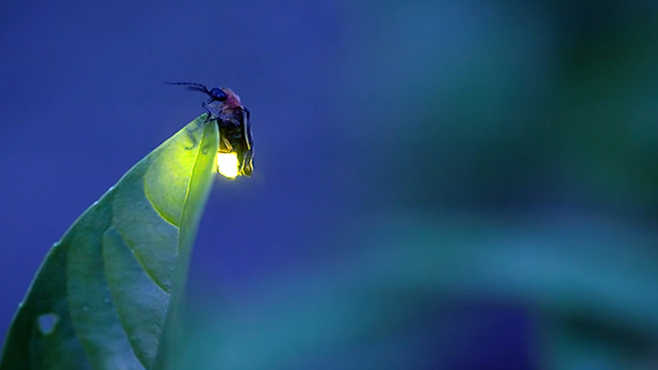 জোনাকি