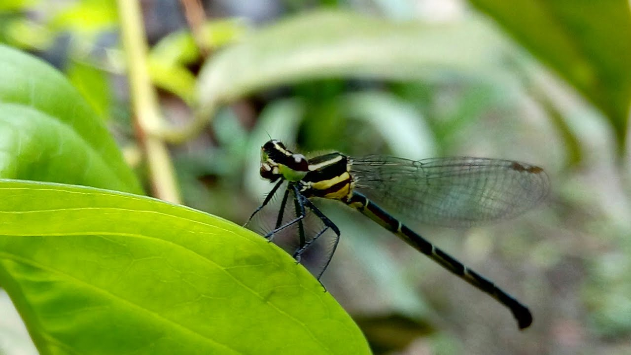 ঘাস ফড়িংয়ের দেশে