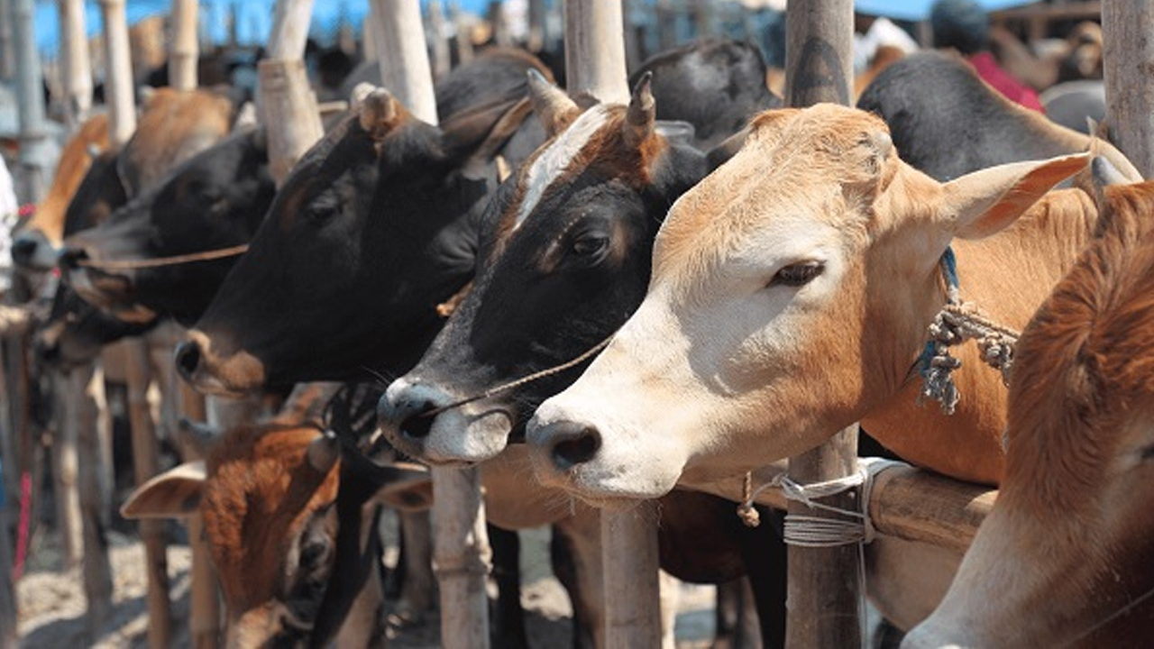 পশুর হাটে খোকা