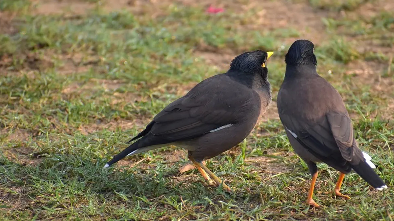 শালিকের বাসা