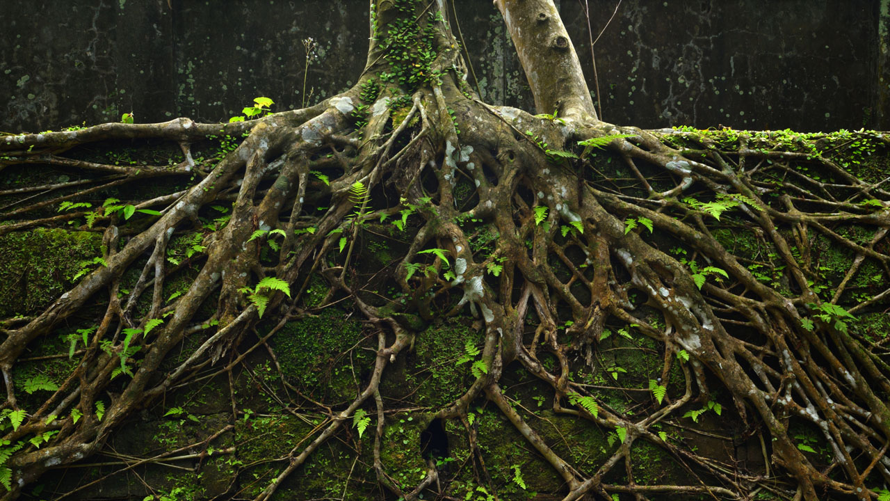 শেকড় বাঁচলে বৃক্ষ বাঁচবে