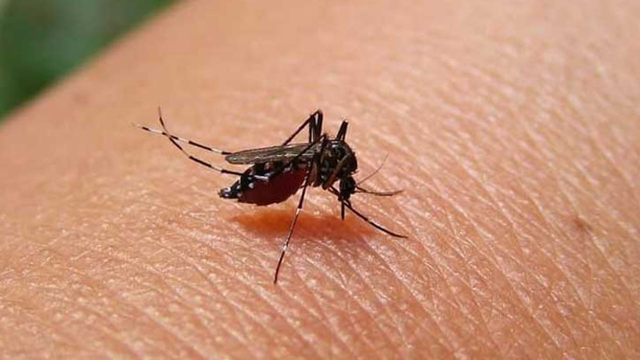ডেঙ্গু প্রতিরোধে করণীয়