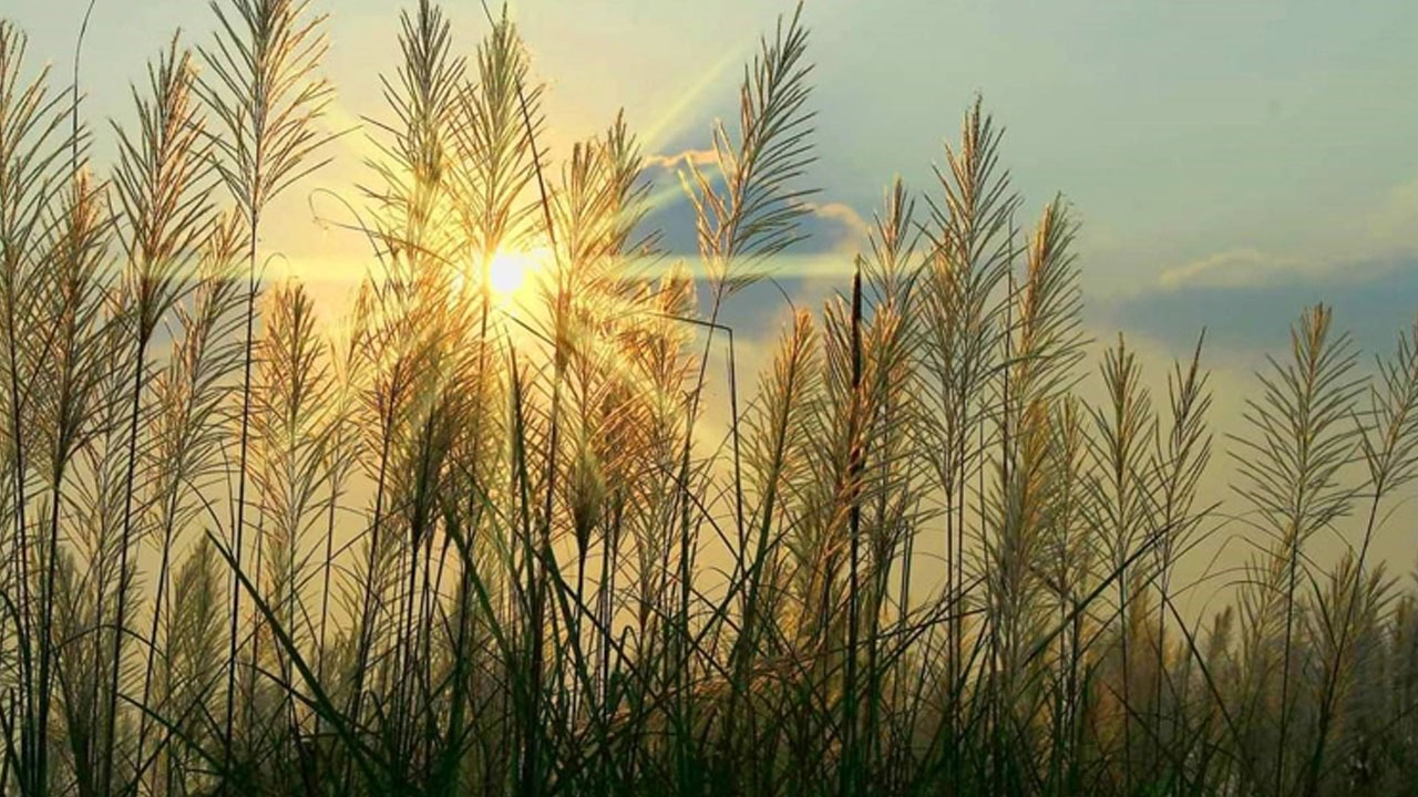 শরৎ রাণীর রূপ