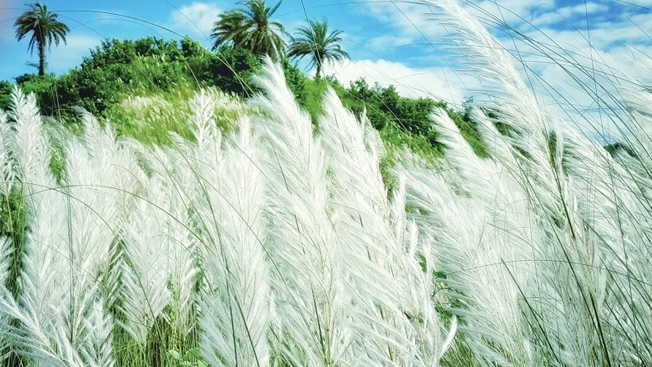 শরৎ