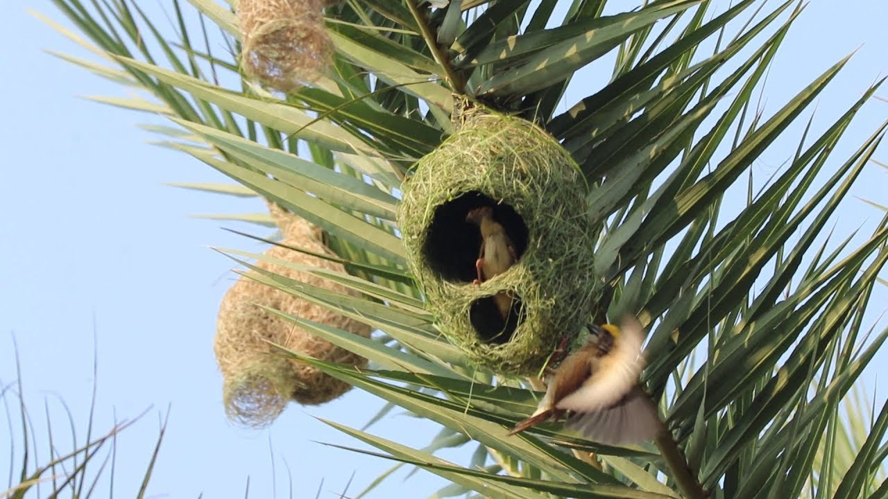 কারু বিজ্ঞানী বাবুইপাখি