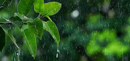 একদিন পাতা হয়ে ঝরে যাবো