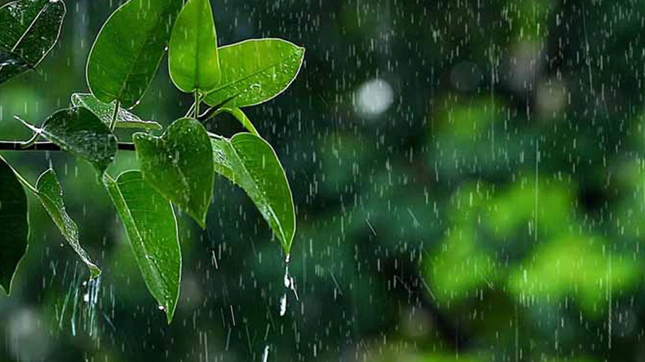 একদিন পাতা হয়ে ঝরে যাবো