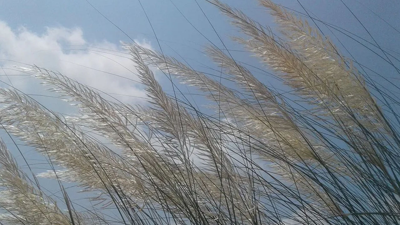 শরৎ আমার