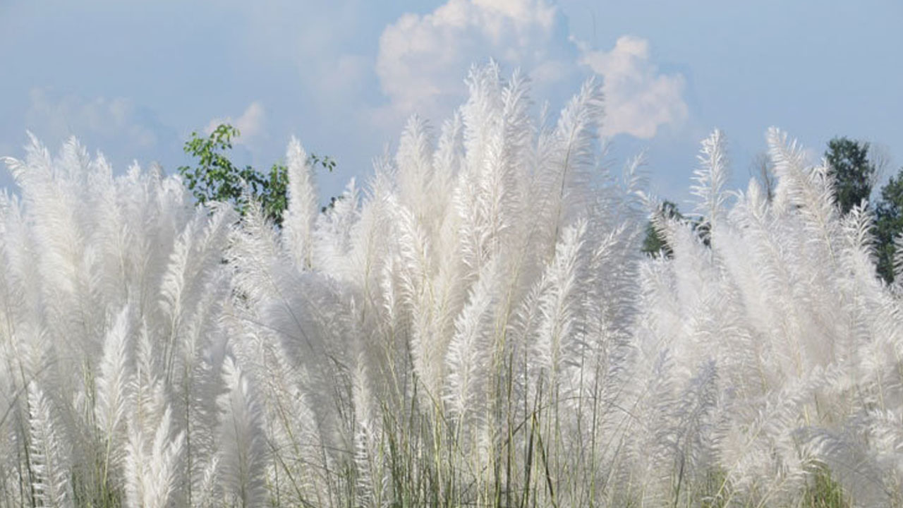 শরৎ এলে