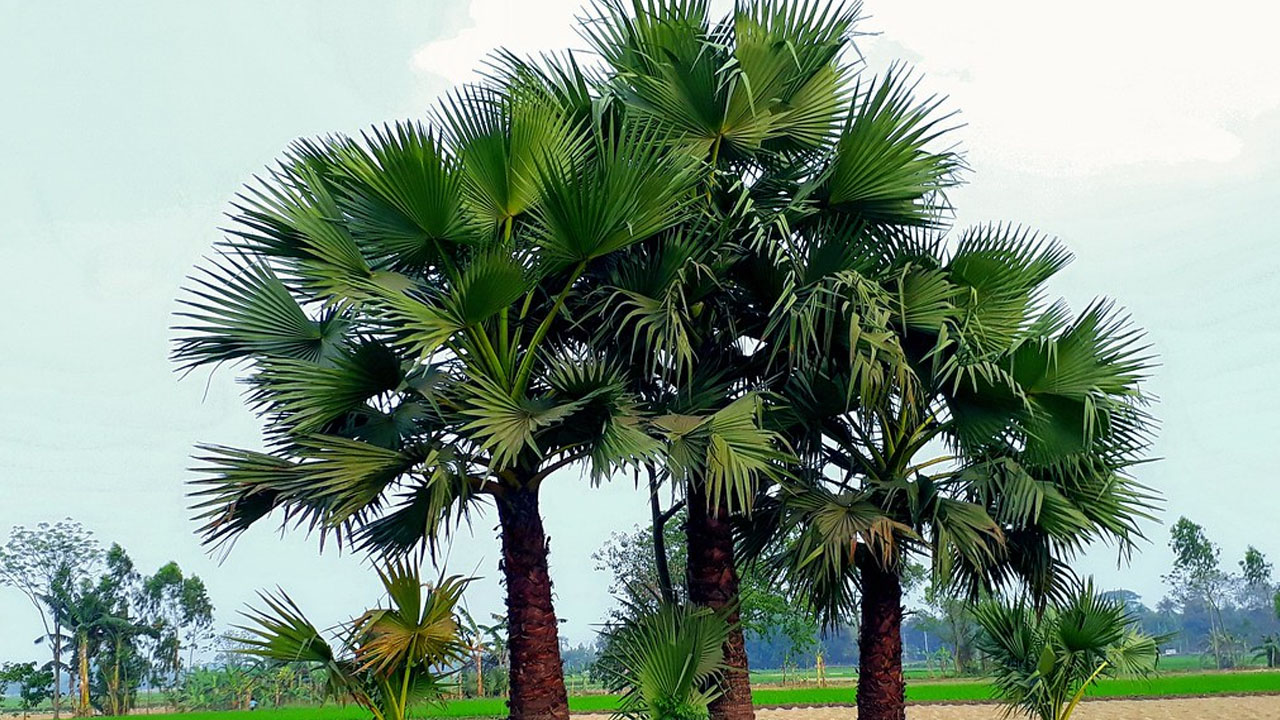 তালগাছ
