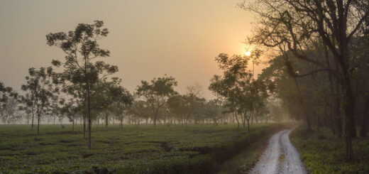 ঋতু রানি