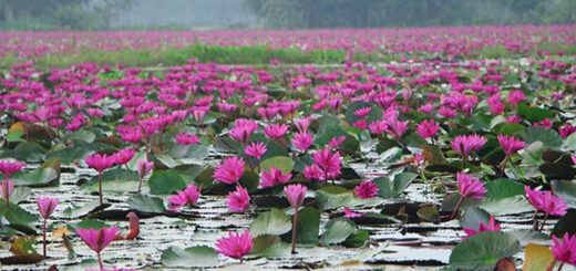 শরতের ফুল