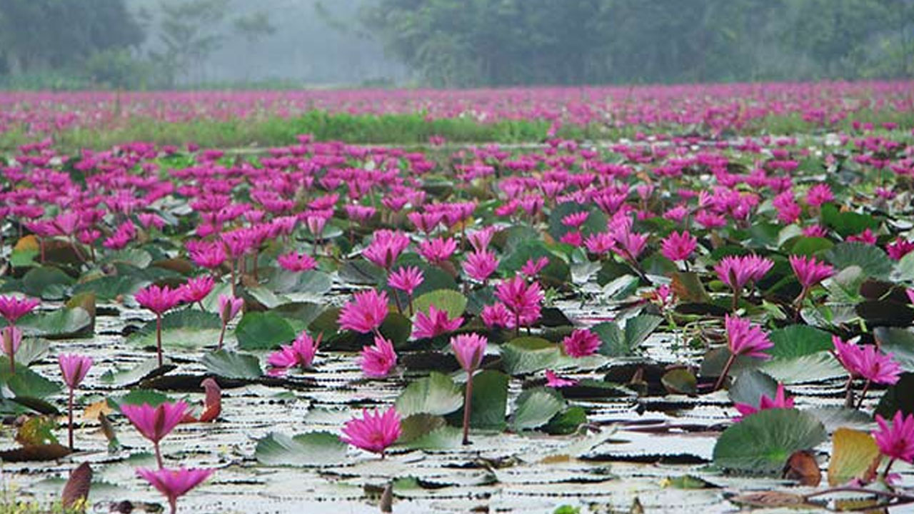 শরতের ফুল