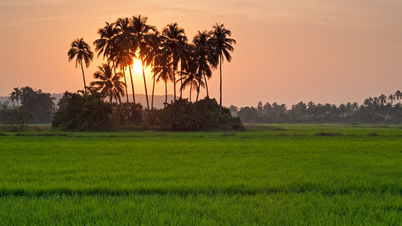 মায়ের মতো দেশ