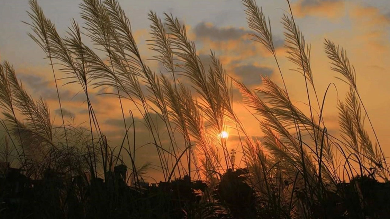 শরৎ বেলায়