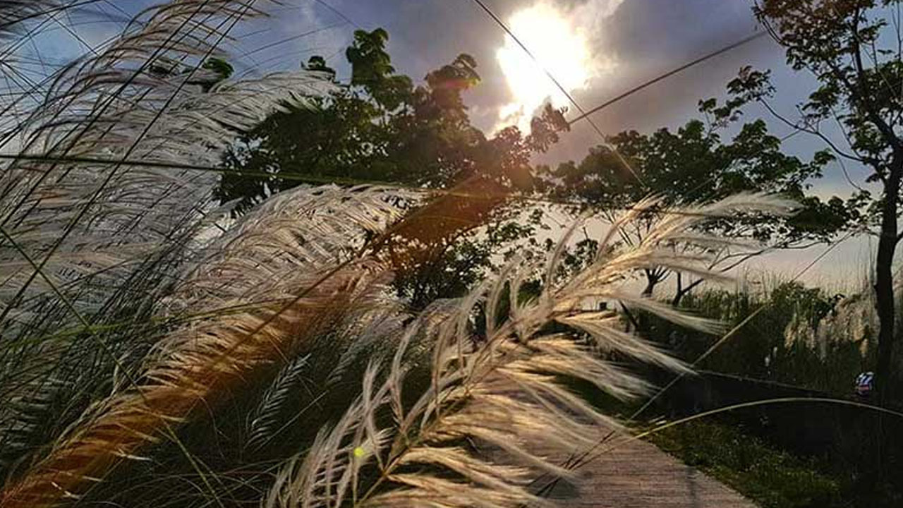 শরৎ রানির ভালোবাসা