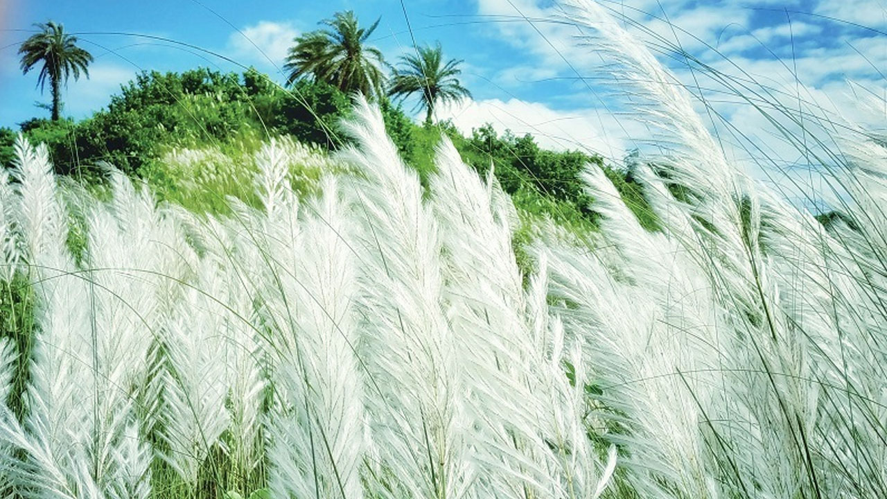 ভাদ্র মাসে