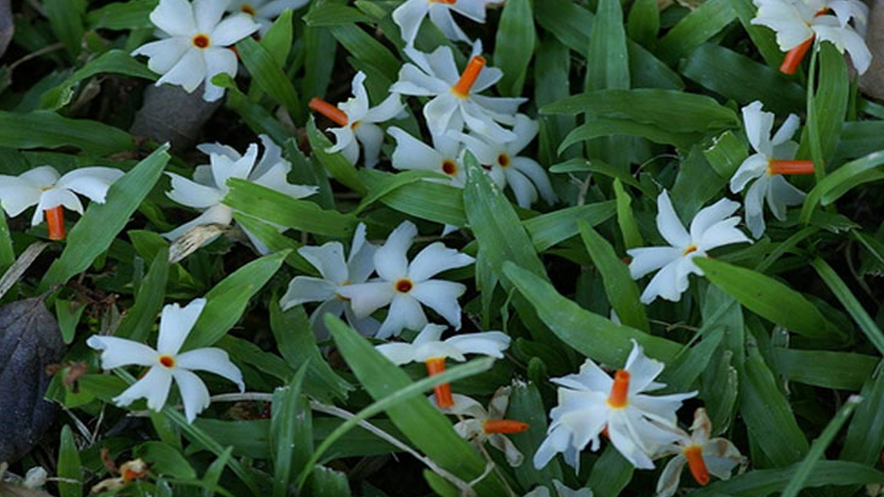 কী হবে শরৎ এলে