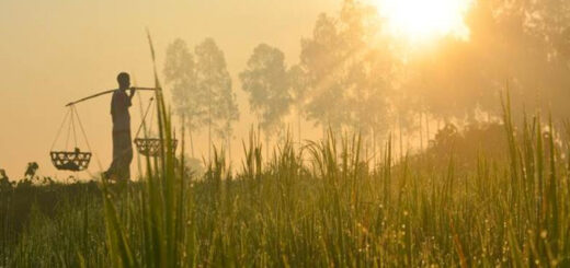 হেমন্তের পরশ