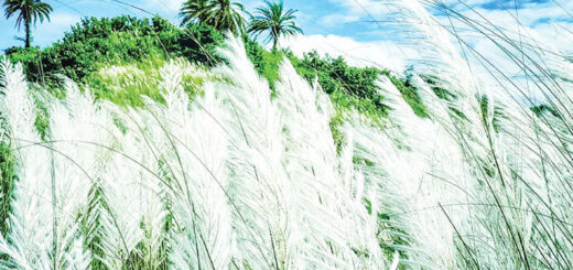 শরত ঋতু