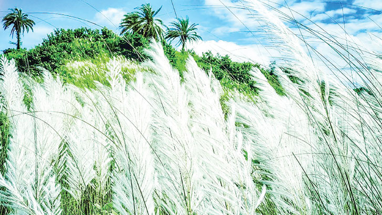 শরত ঋতু