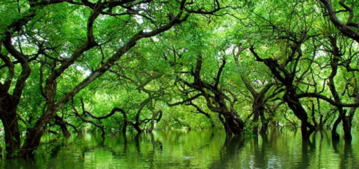 পাতা বরণের উৎসব