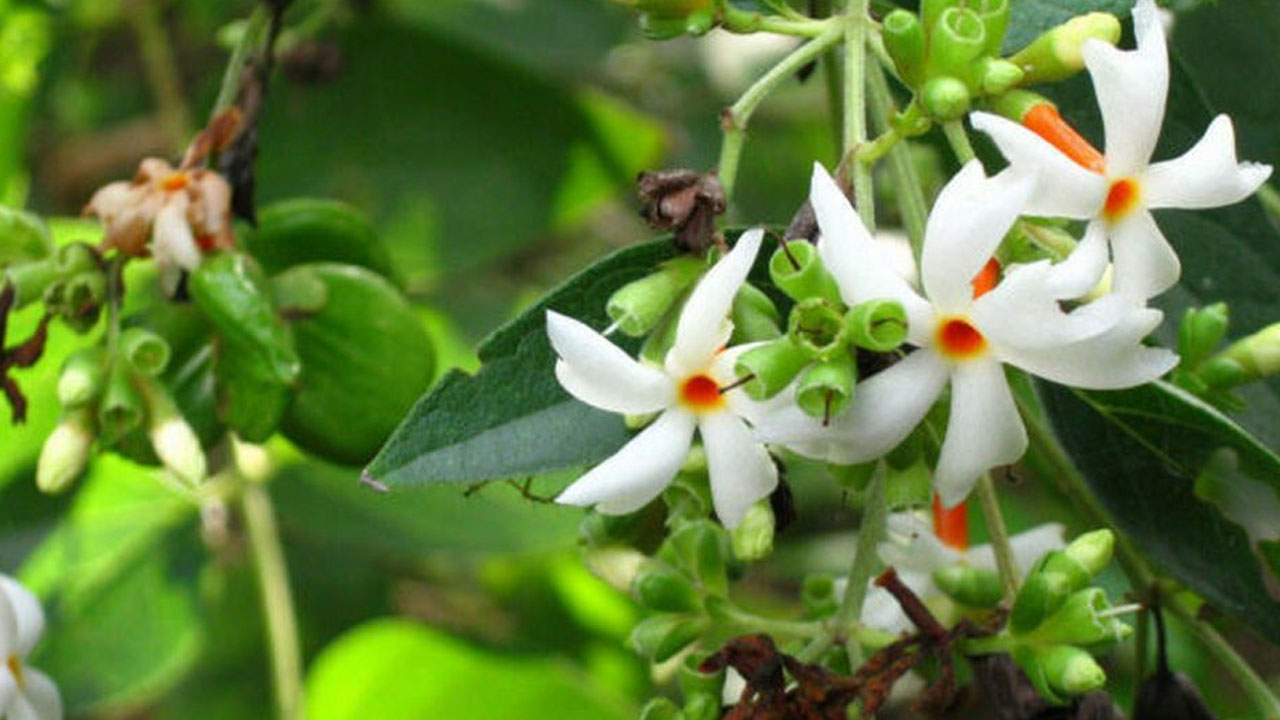হেমন্তের স্নিগ্ধতা