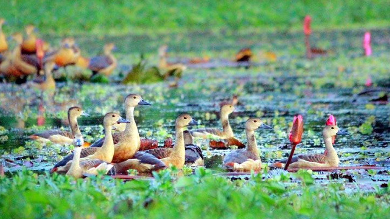 অতিথি পাখি